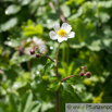 Ranunculus aconitifolius Eisenblättriger Hahnefuss Batchelors Buttons.jpg