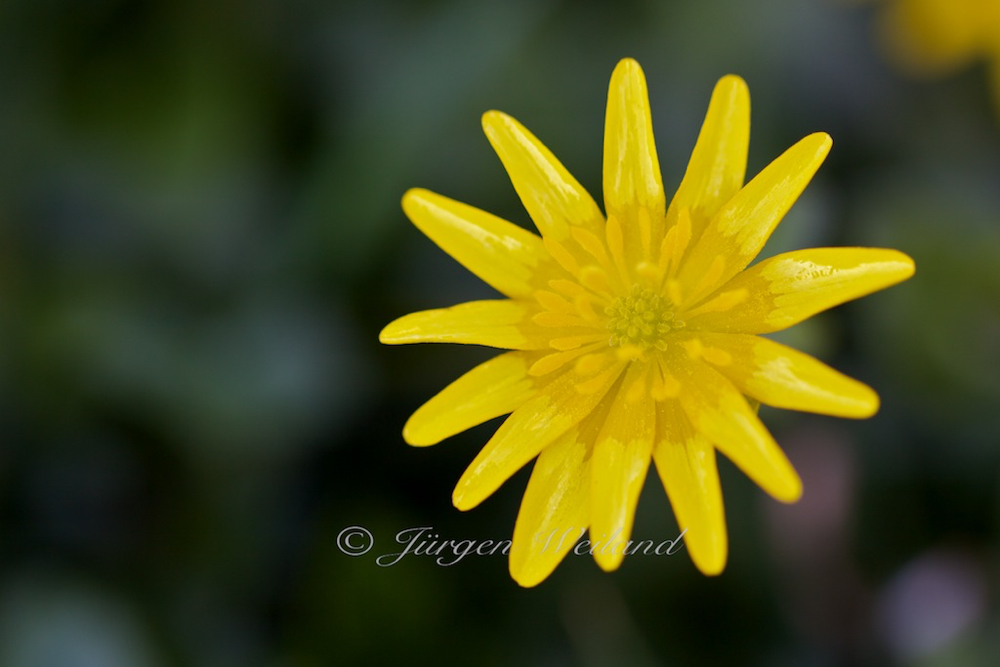 Ranunculus ficaria Scharbockskraut Feigwurz Lesser celandine 2.jpg