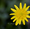 Ranunculus ficaria Scharbockskraut Feigwurz Lesser celandine 2.jpg