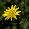 Ranunculus ficaria Scharbockskraut Feigwurz Lesser celandine 3.jpg