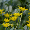 Ranunculus ficaria Scharbockskraut Feigwurz Lesser celandine.jpg