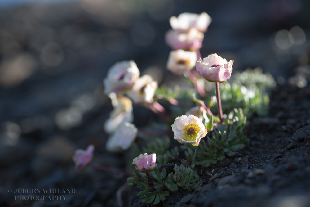 Ranunculus glacialis Gletscherhahnenfuss 2.jpg