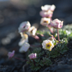 Ranunculus glacialis Gletscherhahnenfuss 2.jpg