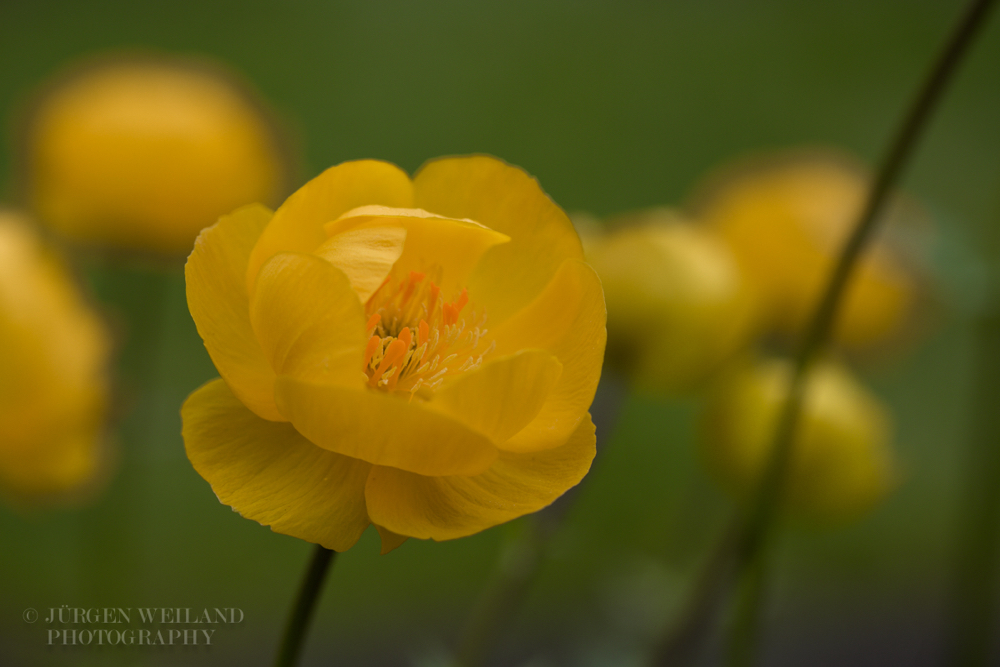 Trollius europeus Europaeische Trollblume European Globeflower 2.jpg