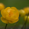 Trollius europeus Europaeische Trollblume European Globeflower 2.jpg