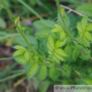 Agrimonia eupatoria Kleiner Odermennig Common agrimony 2.jpg