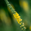 Agrimonia eupatoria Kleiner Odermennig Common agrimony.jpg