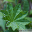 Alchemilla alpina Alpen Frauenmantel.jpg