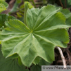 Alchemilla mollis Weicher Frauenmantel Ladys Mantle.jpg