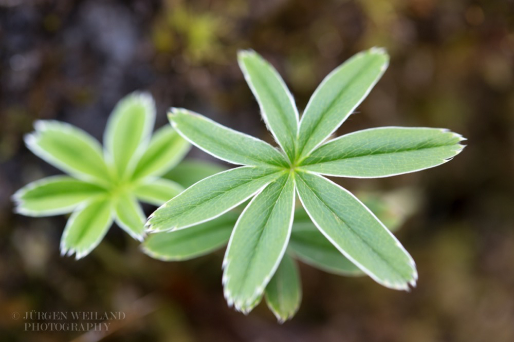 Alchemilla plicatula Gefalteter Silbermantel Ladys mantle.jpg