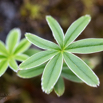 Alchemilla plicatula Gefalteter Silbermantel Ladys mantle.jpg