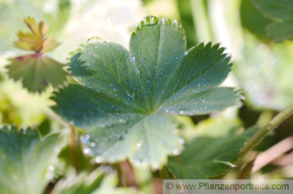 Alchemilla vulgaris Frauenmantel Ladys mantle 2.jpg