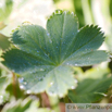 Alchemilla vulgaris Frauenmantel Ladys mantle 2.jpg