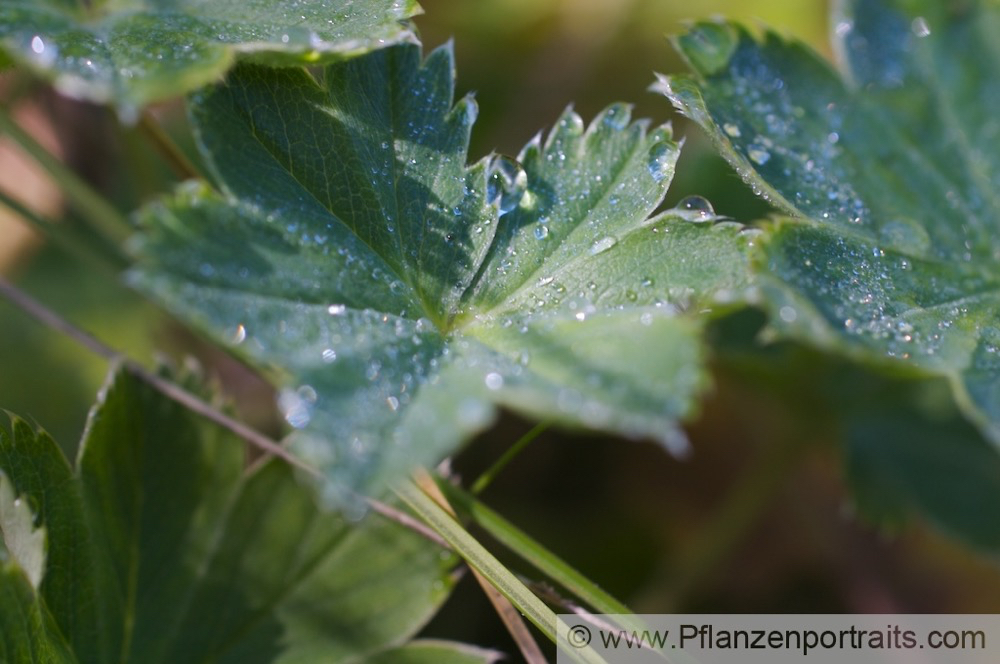 Alchemilla vulgaris Frauenmantel Ladys mantle 3.jpg