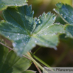 Alchemilla vulgaris Frauenmantel Ladys mantle 3.jpg