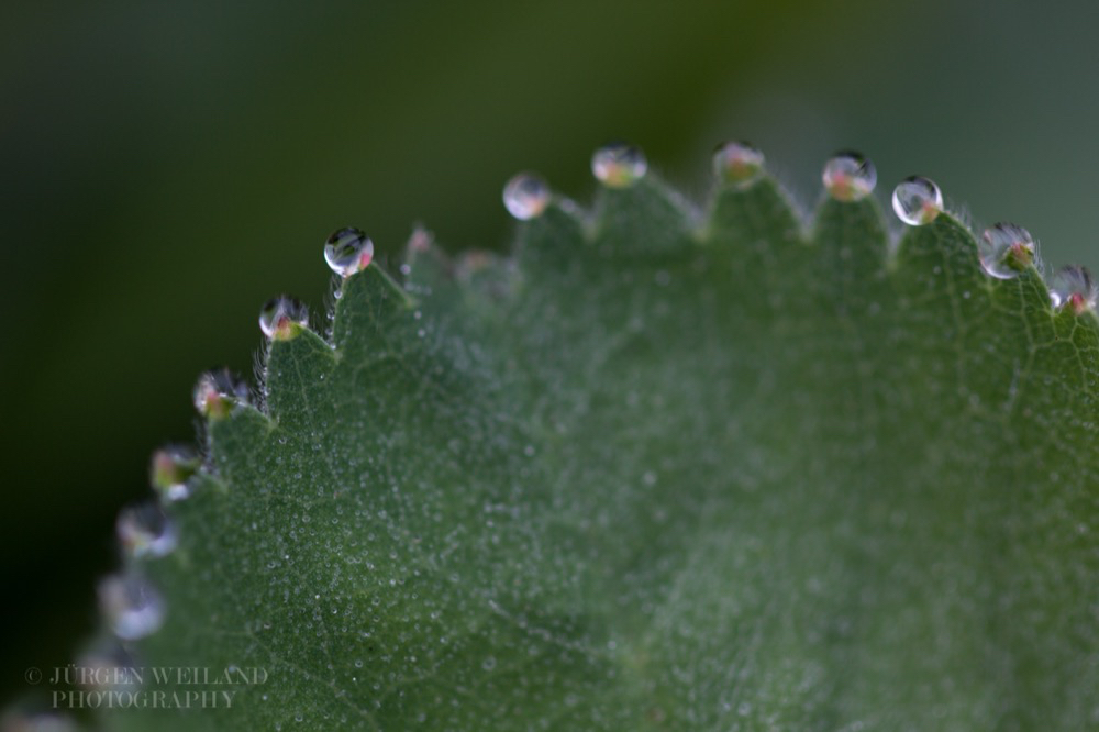 Alchemilla vulgaris Frauenmantel Ladys mantle.jpg