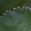 Alchemilla vulgaris Frauenmantel Ladys mantle.jpg