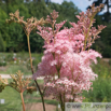 Filipendula rubra Maedesuess Queen of the Prairie 2.jpg