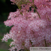 Filipendula rubra Maedesuess Queen of the Prairie.jpg