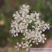 Filipendula ulmaria Echtes Maedesuess Meadow Sweet.jpg