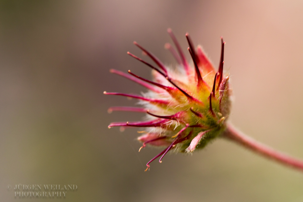 Geum capense.jpg