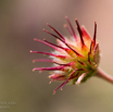 Geum capense.jpg