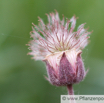 Geum rivale Bach Nelkenwurz Water avens 2.jpg