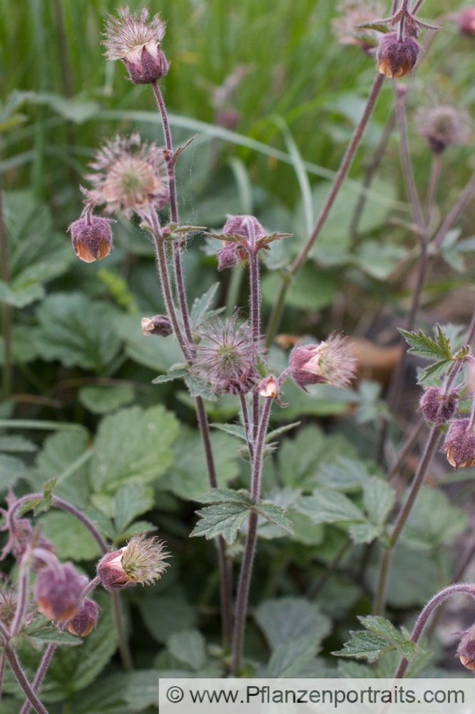 Geum rivale Bach Nelkenwurz Water avens 3.jpg