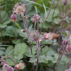 Geum rivale Bach Nelkenwurz Water avens 3.jpg