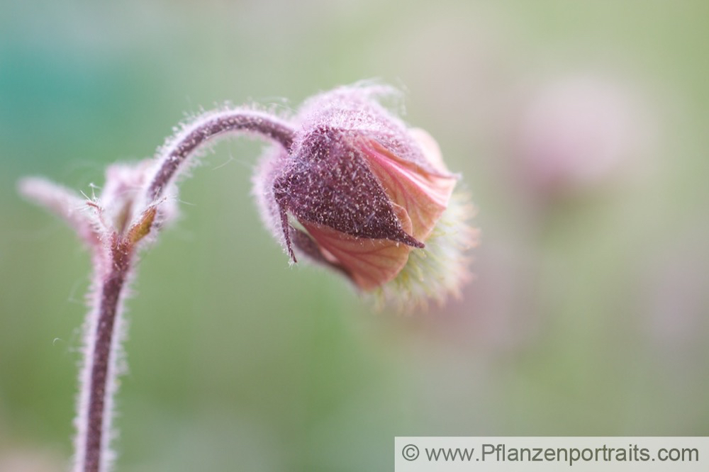 Geum rivale Bach Nelkenwurz Water avens.jpg