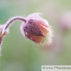 Geum rivale Bach Nelkenwurz Water avens.jpg