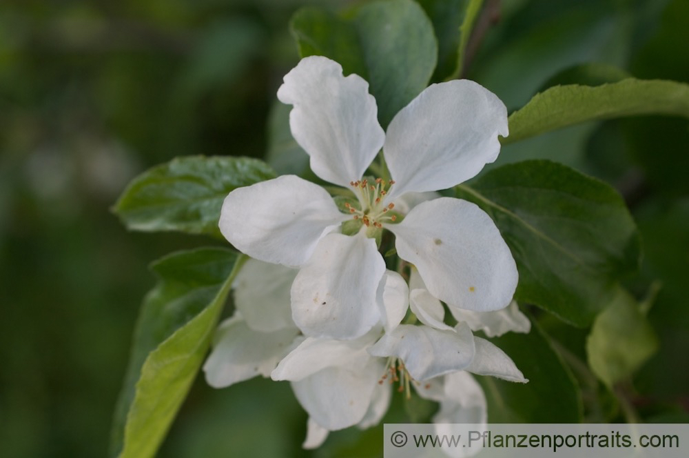 Malus Baccata Beeren Apfelbaum Siberian Crab.jpg