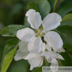 Malus Baccata Beeren Apfelbaum Siberian Crab.jpg