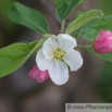 Malus Striped Beauty Zier Apfel  Apple.jpg