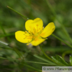 Potentilla erecta Aufrechtes Fingerkraut Blutwurz  Bloodroot Shepherds Knott 2.jpg