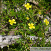 Potentilla erecta Aufrechtes Fingerkraut Blutwurz  Bloodroot Shepherds Knott 3.jpg