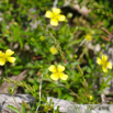 Potentilla erecta Aufrechtes Fingerkraut Blutwurz  Bloodroot Shepherds Knott.jpg