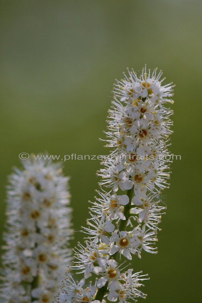 Prunus laurocerasus Lorbeerkirsche Cherry Laurel 2.jpg