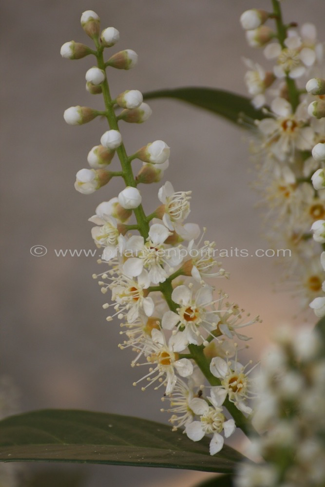 Prunus laurocerasus Lorbeerkirsche Cherry Laurel.jpg