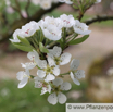 Pyrus communis Kultur-Birne European Pear 2.jpg