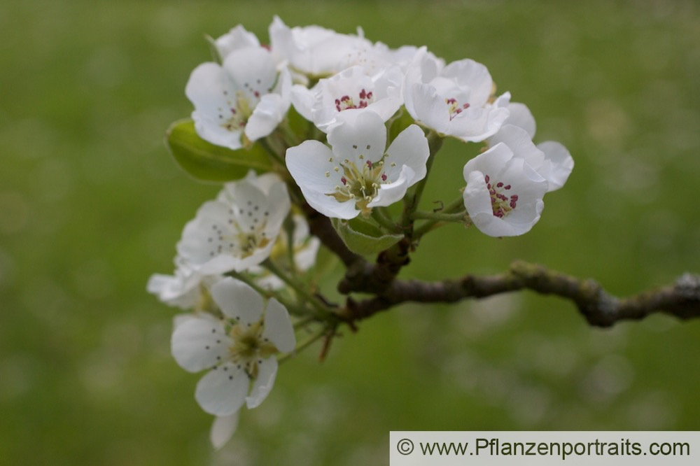 Pyrus communis Kultur-Birne European Pear.jpg