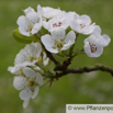 Pyrus communis Kultur-Birne European Pear.jpg