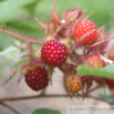 Rubus phoenicolasius Rotborstige Himbeere Wineberry.jpg