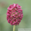 Sanguisorba officinalis Grosser Wiesenknopf Great Burnet 2.jpg