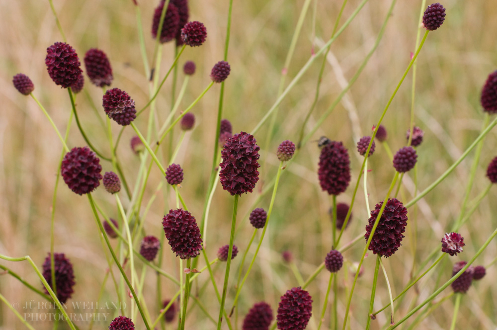 Sanguisorba officinalis Grosser Wiesenknopf Great Burnet 3.jpg