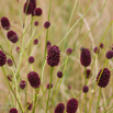 Sanguisorba officinalis Grosser Wiesenknopf Great Burnet 3.jpg