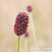 Sanguisorba officinalis Grosser Wiesenknopf Great Burnet.jpg