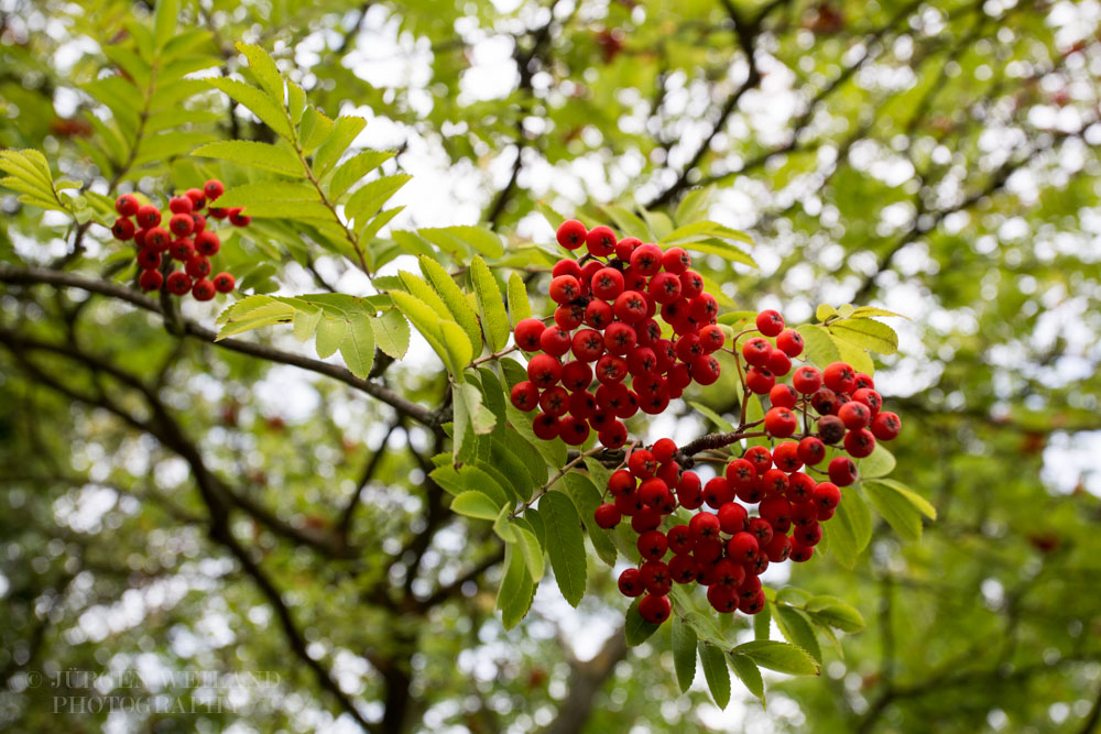 Sorbus aucuparia Vogelbeere Eberesche Mountain-ash.jpg