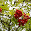 Sorbus aucuparia Vogelbeere Eberesche Mountain-ash.jpg