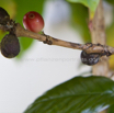 Coffea arabica Kaffeestrauch Coffee 2.jpg